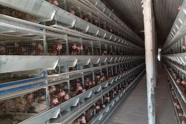 Продаж птахофабрики в Черкаській області